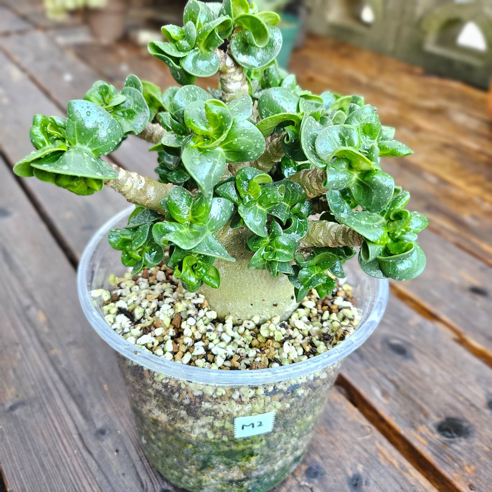 大きいサイズ♡《 Adenium Arabicum D.H.A》アデニウム アラビカム