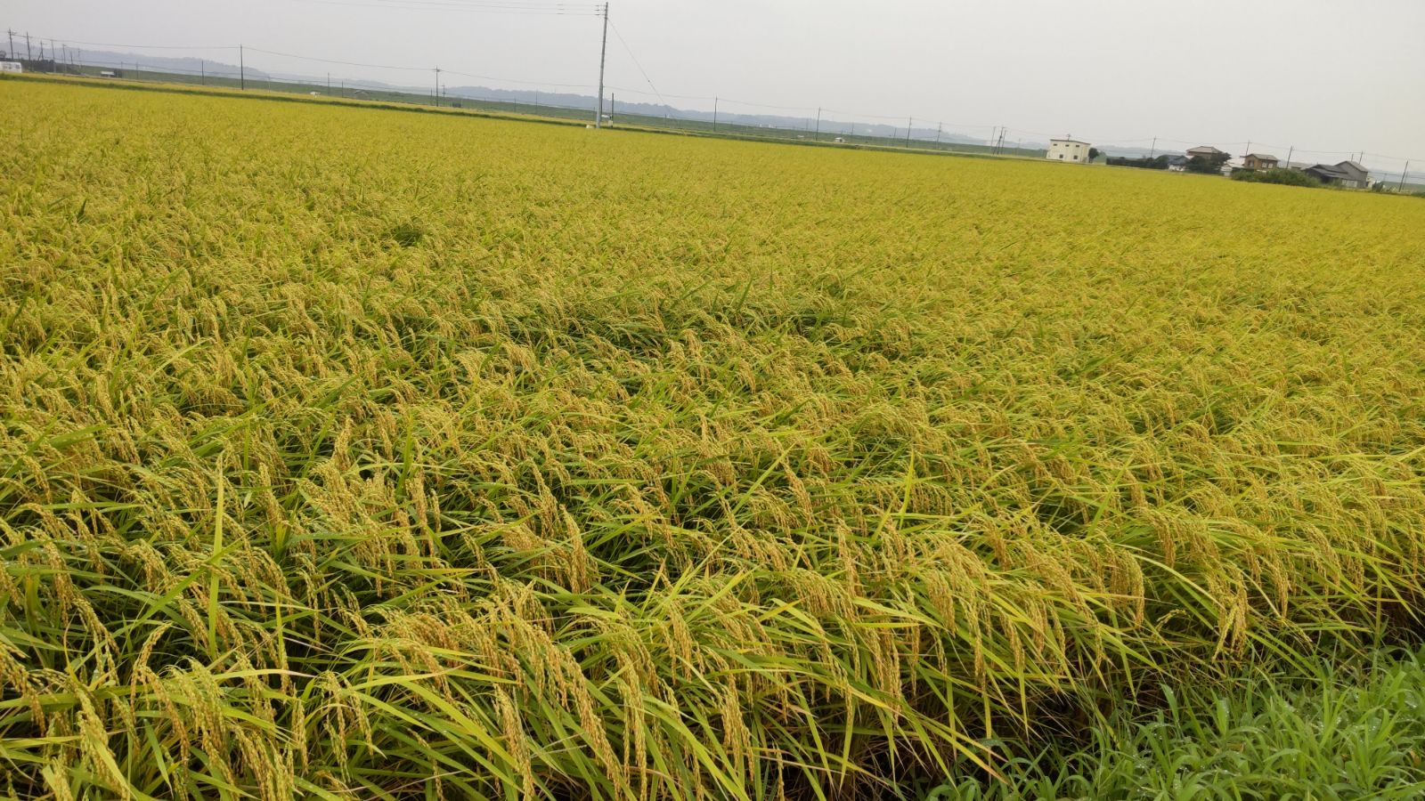 令和5年 千葉県産 新米 コシヒカリ特別栽培米（ちばエコ米) 精米10kg-3