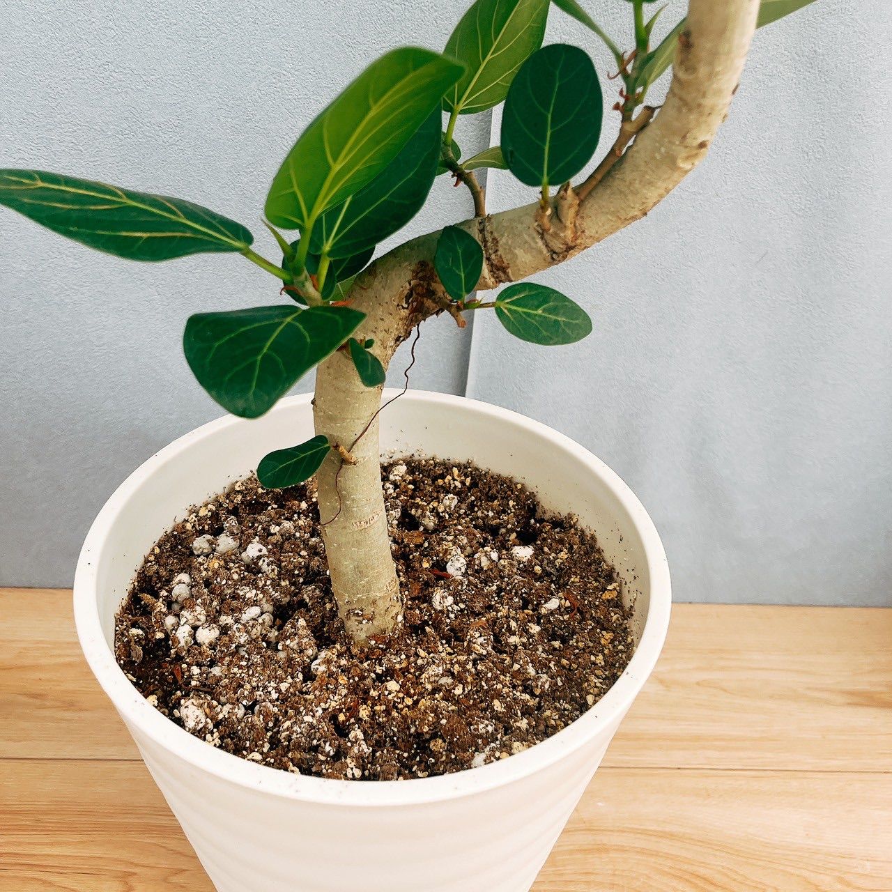 現品］☆おすすめ☆ 7番 フィカス ベンガレンシス 曲がり 8号 観葉植物