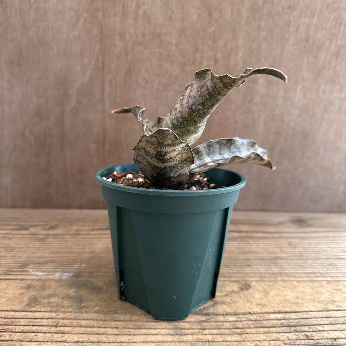 サンスベリア・キルキーコパトーン・希少品種・レア植物 サンスベリア・キルキーコパトーン・希少品種・レア植物