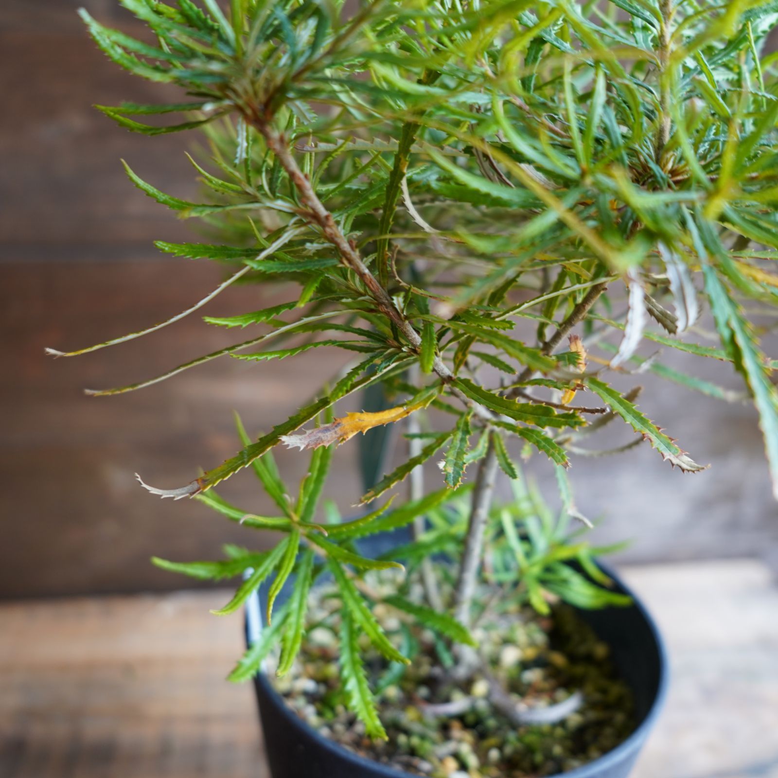 ヘアピンバンクシア　6号鉢 スピヌローサ　オージープランツ 現物】バンクシア ”スピヌローサ” 6号B オージプランツ 現品・現物