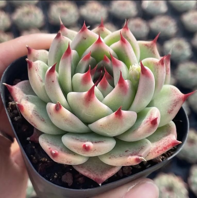 50株の抜き苗セット】ゼリーキャンディ 多肉植物 佐川急便発送