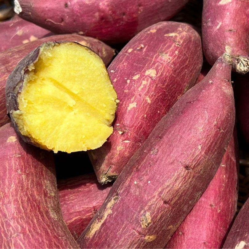 訳あり】さつまいも シルクスイート 国産 10kg 本物 シルクスイート