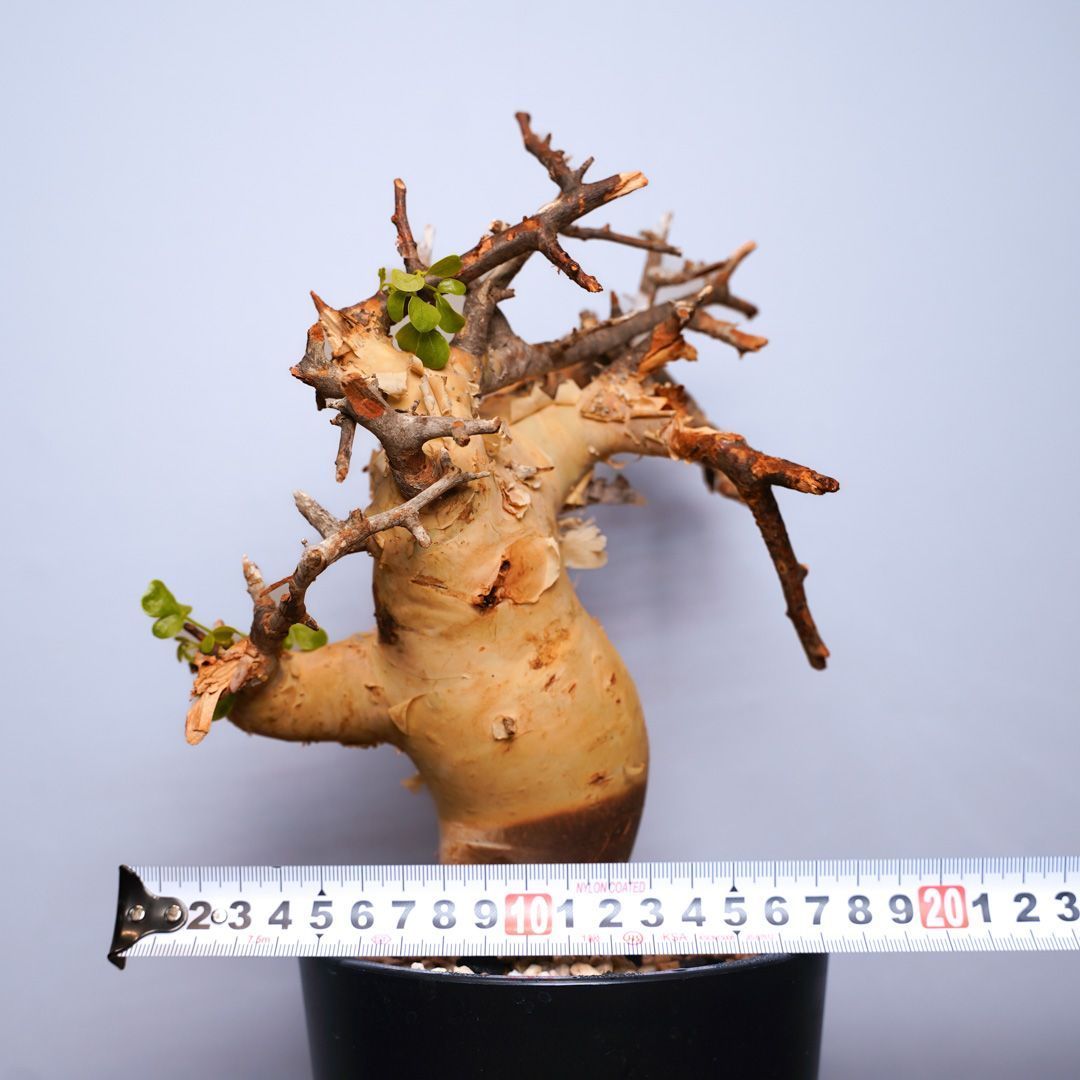 送料無料 ①コミフォラ カタフ ソマリア産Commiphora kataf F20 コミフォラ・カタフ ピュア 発根済 現地株 ソマリア産
