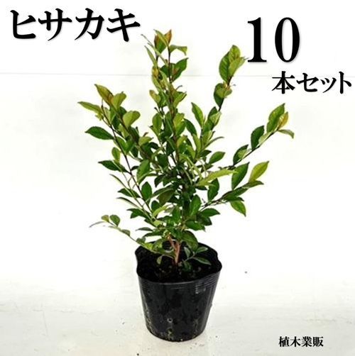 ト*ン様 日本未発売 HPI RS4 3EVO⁺ マスタング 完全動作品 エンジ