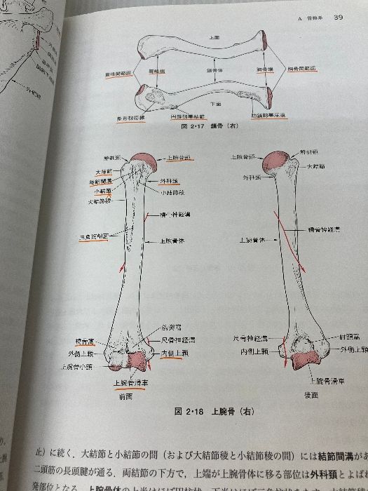石塚寛 柔道整復師 解剖学 教科書 解剖学 全国柔道整復学校協会 改訂