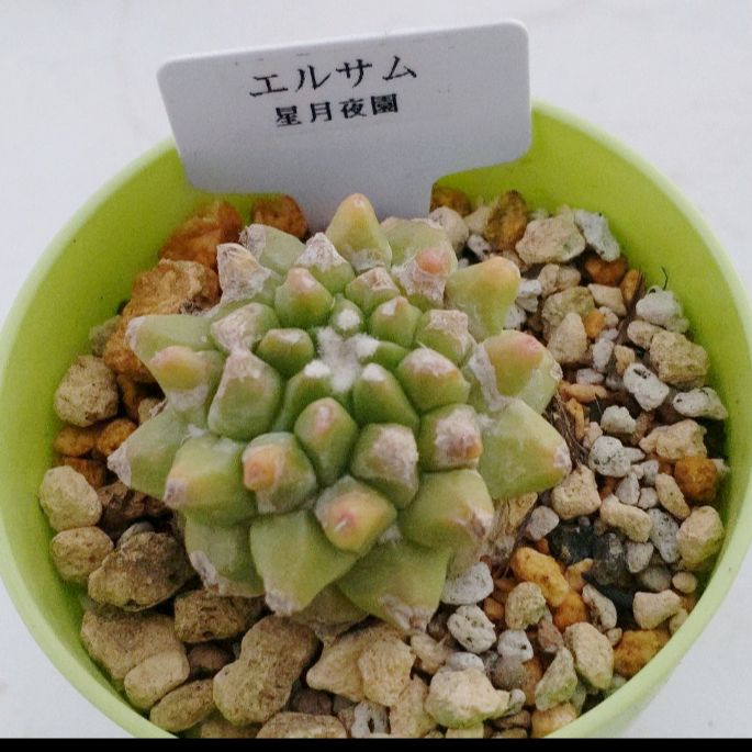 サボテン マミラリア エルサム 抜き苗 - メルカリ