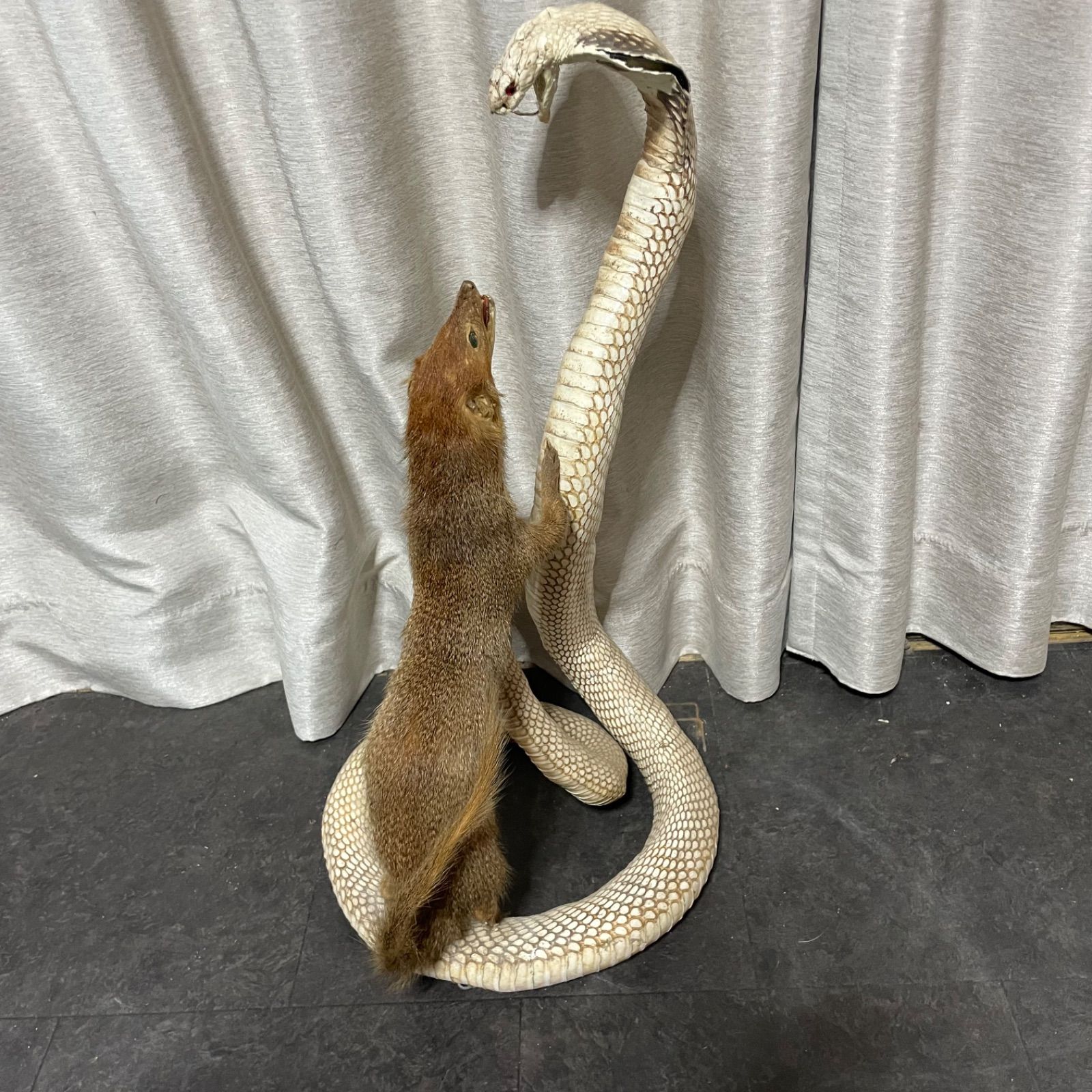 ♭ マングース コブラ 剥製 アンティーク ヘビ - メルカリ