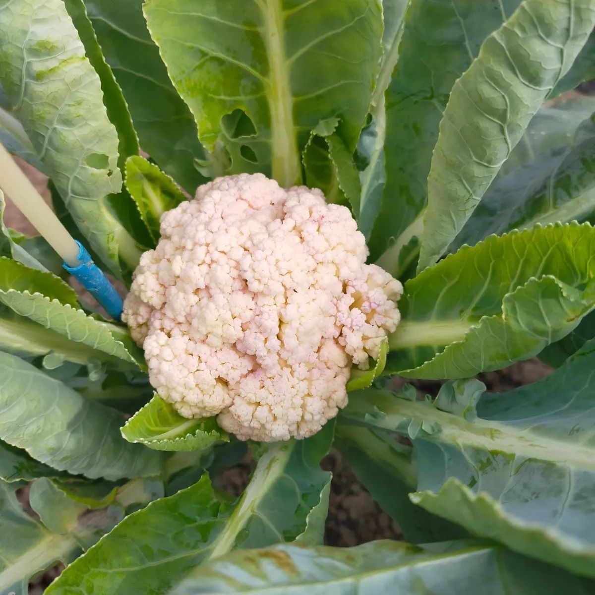 お買い得！採れたて 無農薬！お野菜セット、80サイズ - メルカリShops