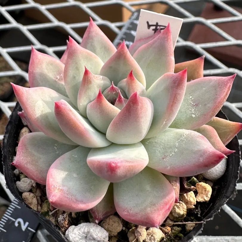 中里リンゼアナ 実生 コロラータ 自家受粉 エケベリア 多肉植物 - メルカリ