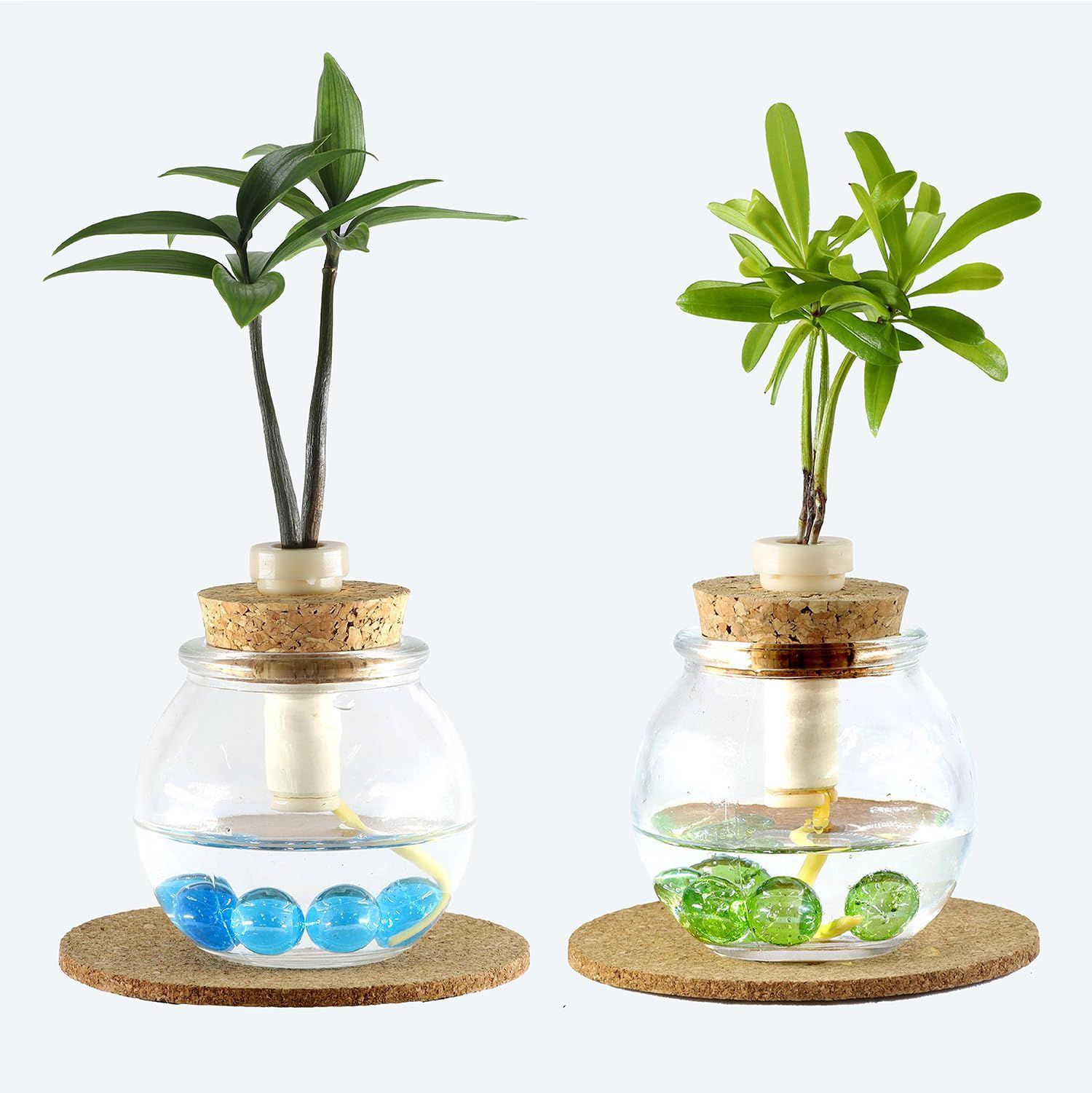 G-STICK ジースティック 土なし 清潔 水やり簡単なミニ観葉植物 2個セット タマビン ガラス製容器 と 花言葉 慈愛 色あせぬ恋 梛 ナギ の木 槇 マキ の木 ご神木 日本古来の植物 良縁を結ぶ