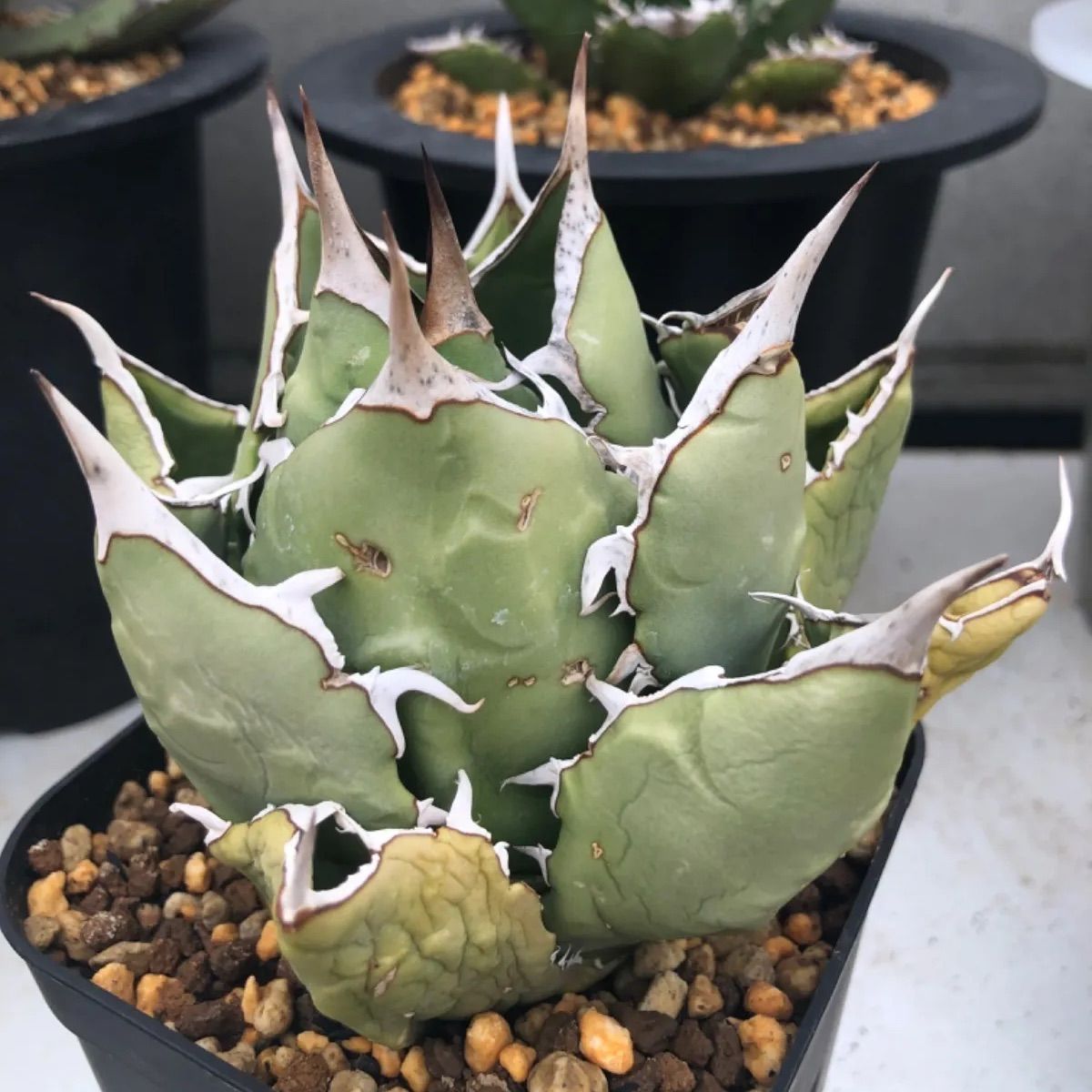 Iran Agave titanota FO-076 Compact - メルカリ