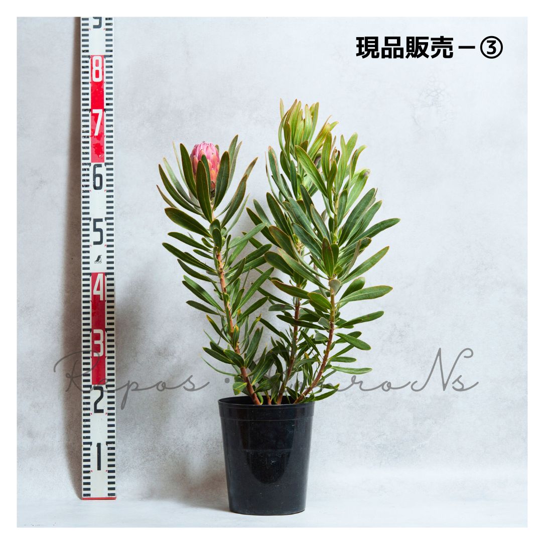 プロテア スペシャルピンクアイス 現品 6号 プロテア苗 ネイティブプランツ