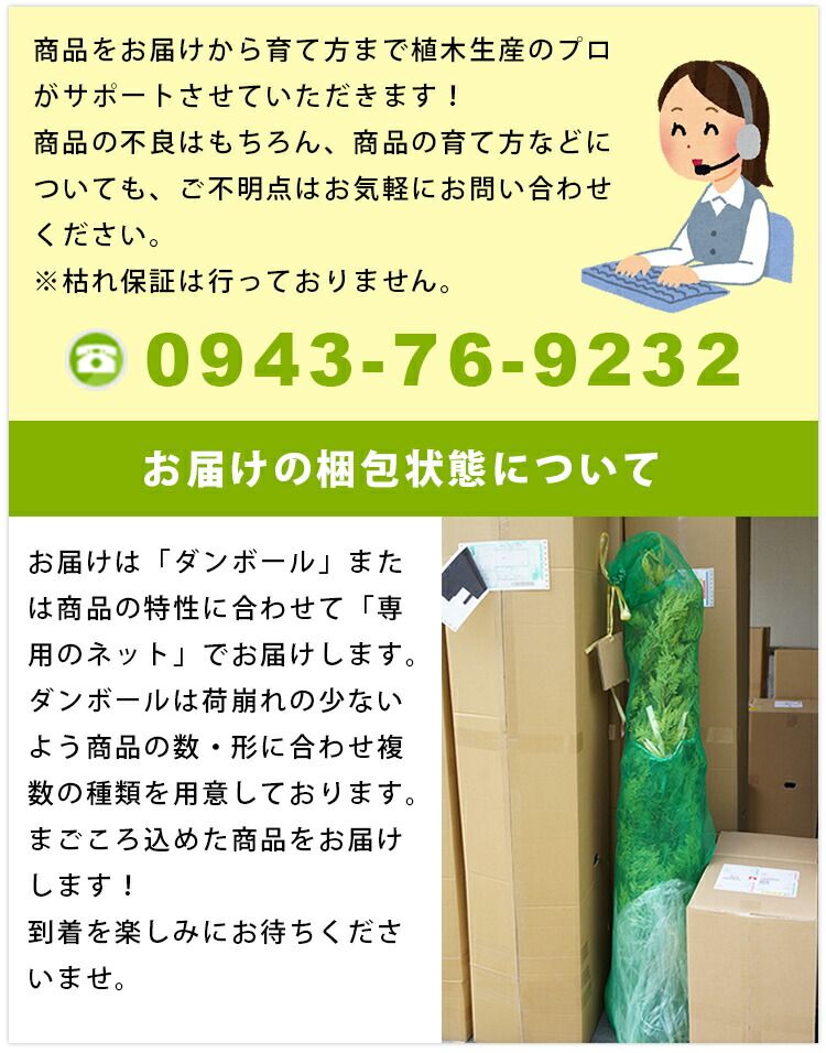 サツキツツジ 樹高0.2m前後