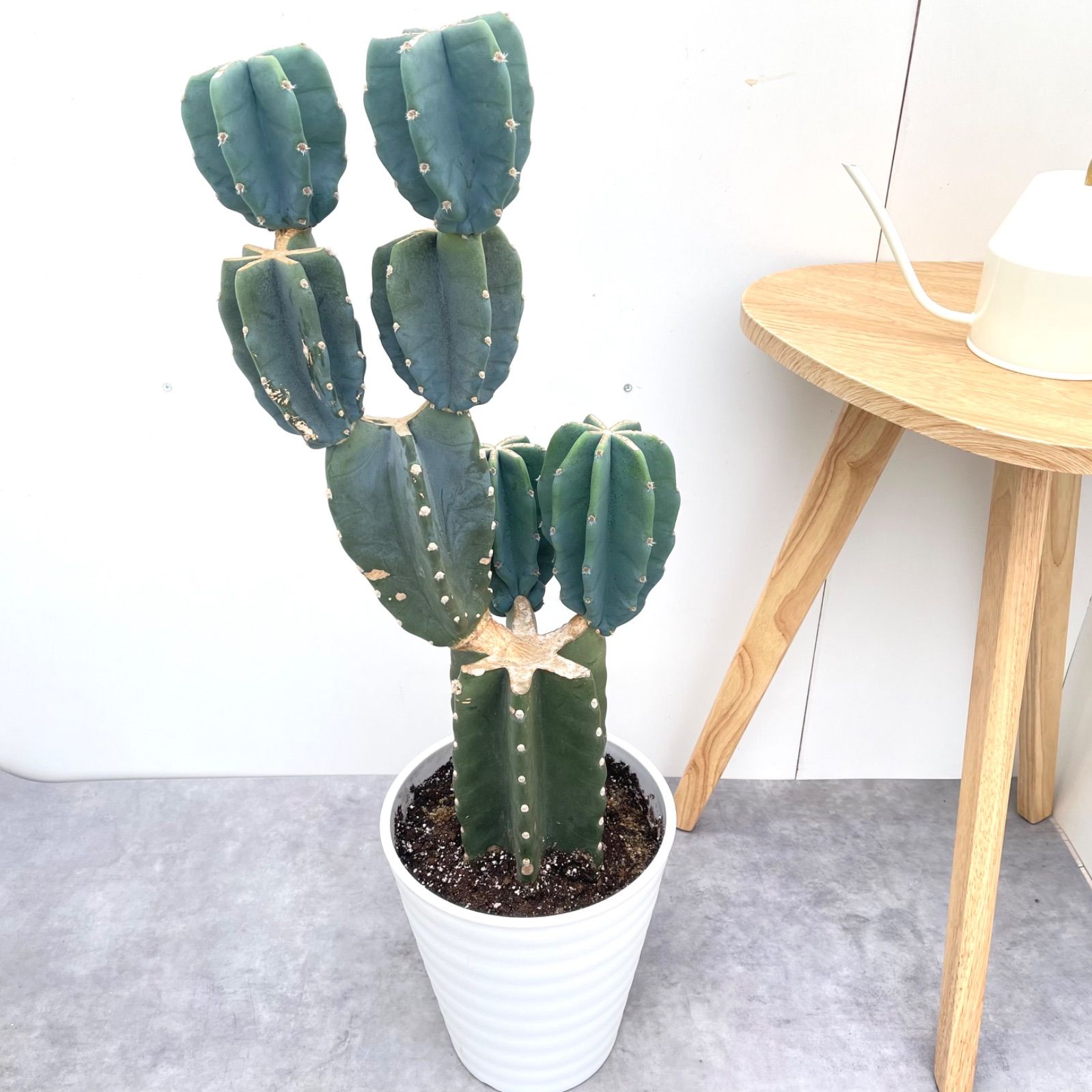 柱サボテン ブランチ 37 現品 観葉植物 室内 ドライガーデン 大型