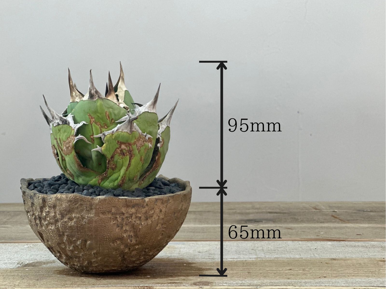 アガベ 金鯨 Agave チタノタ金鯨/aka.ユニコーンB（アガベ 金鯨 Agave