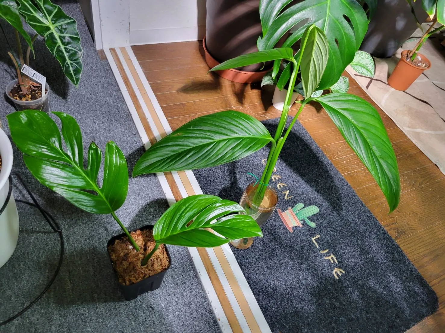 超希少❗️美株❗️モンステラ　ジェイドウィング✨ 超希少❗️超特大❗️モンステラ ジェイドウィング✨ 2025年最新