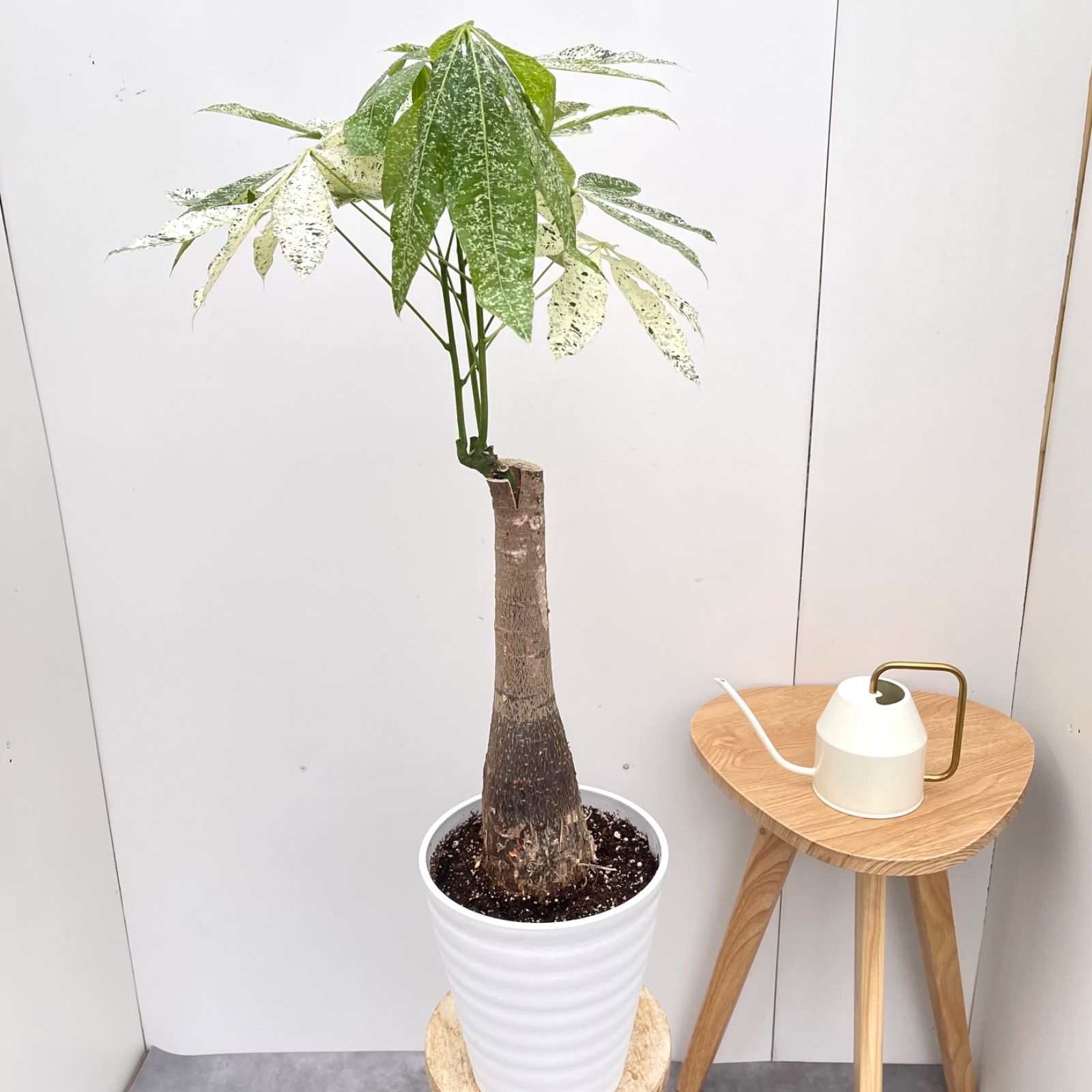 観葉植物 室内