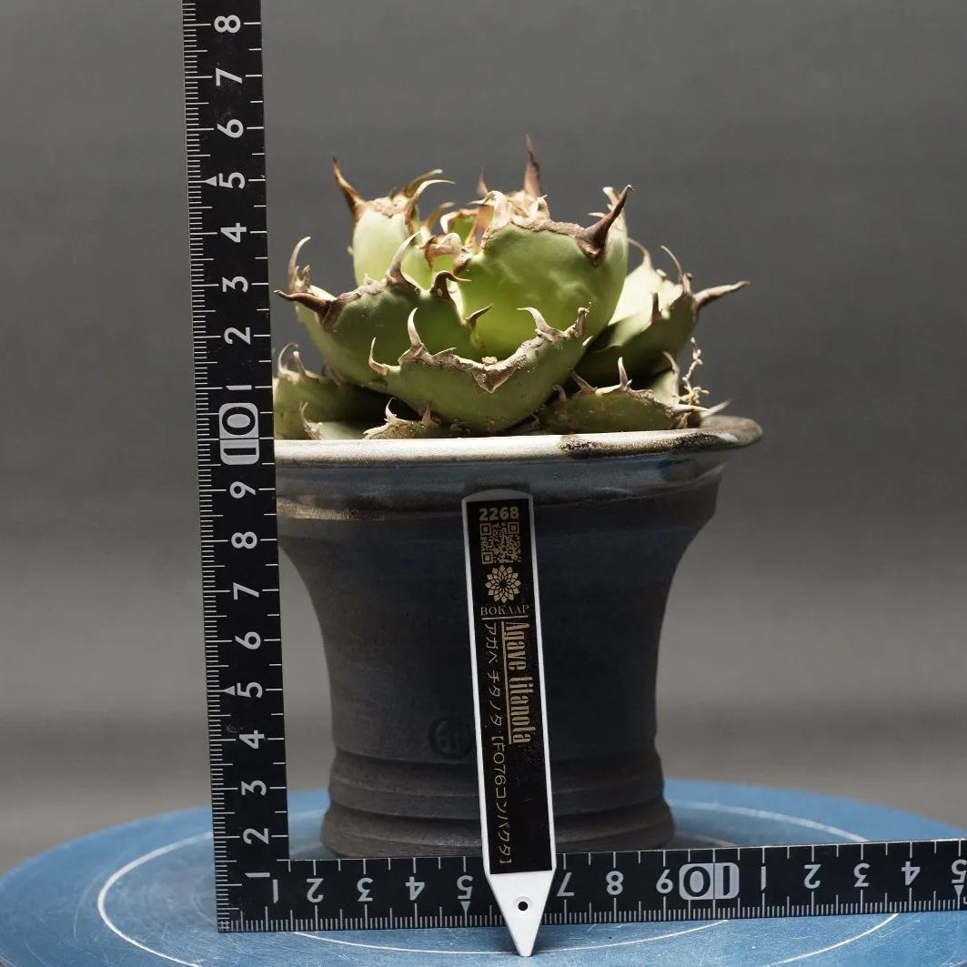 Agave titanota