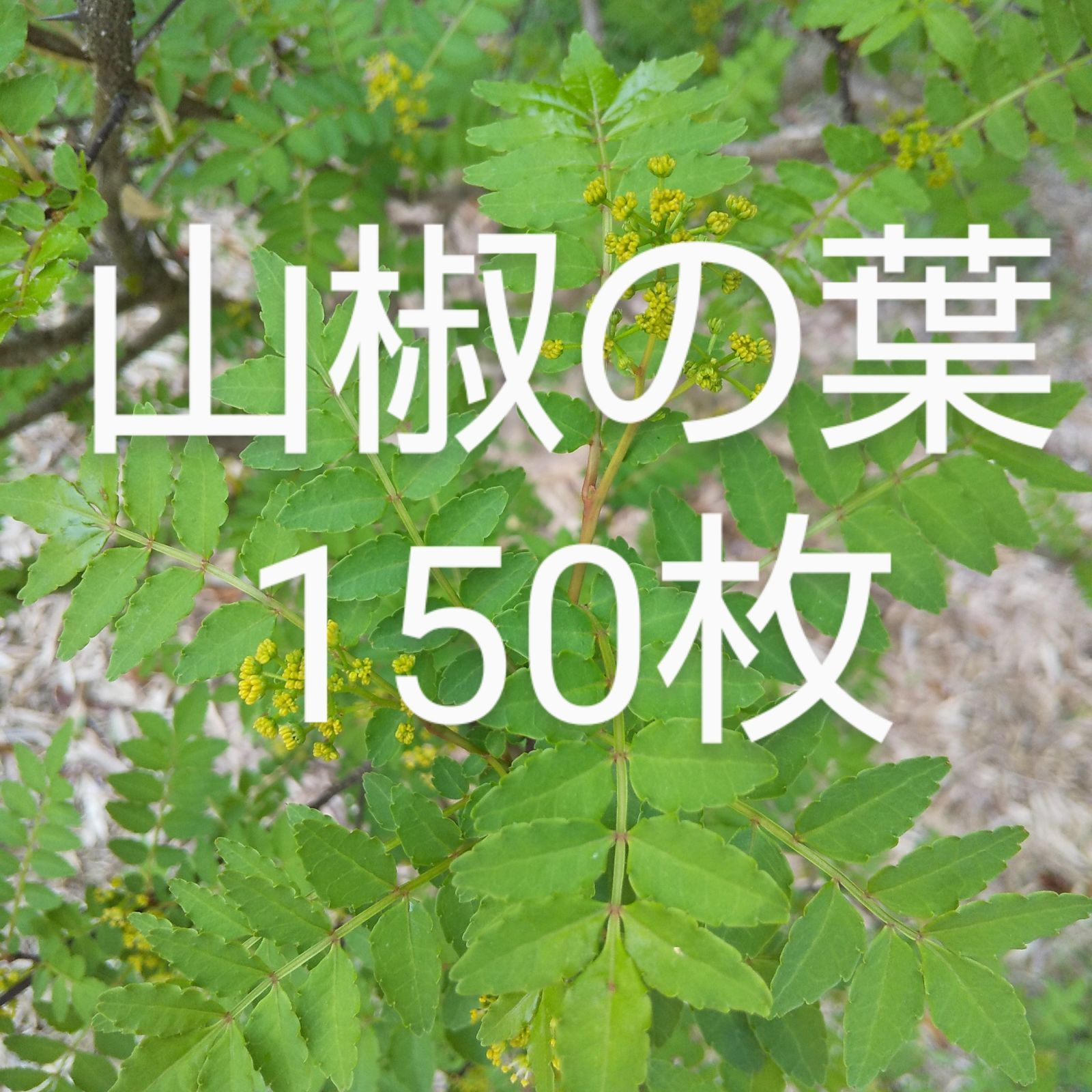 山椒の葉 150枚 新鮮 農薬不使用 天然物 - メルカリ