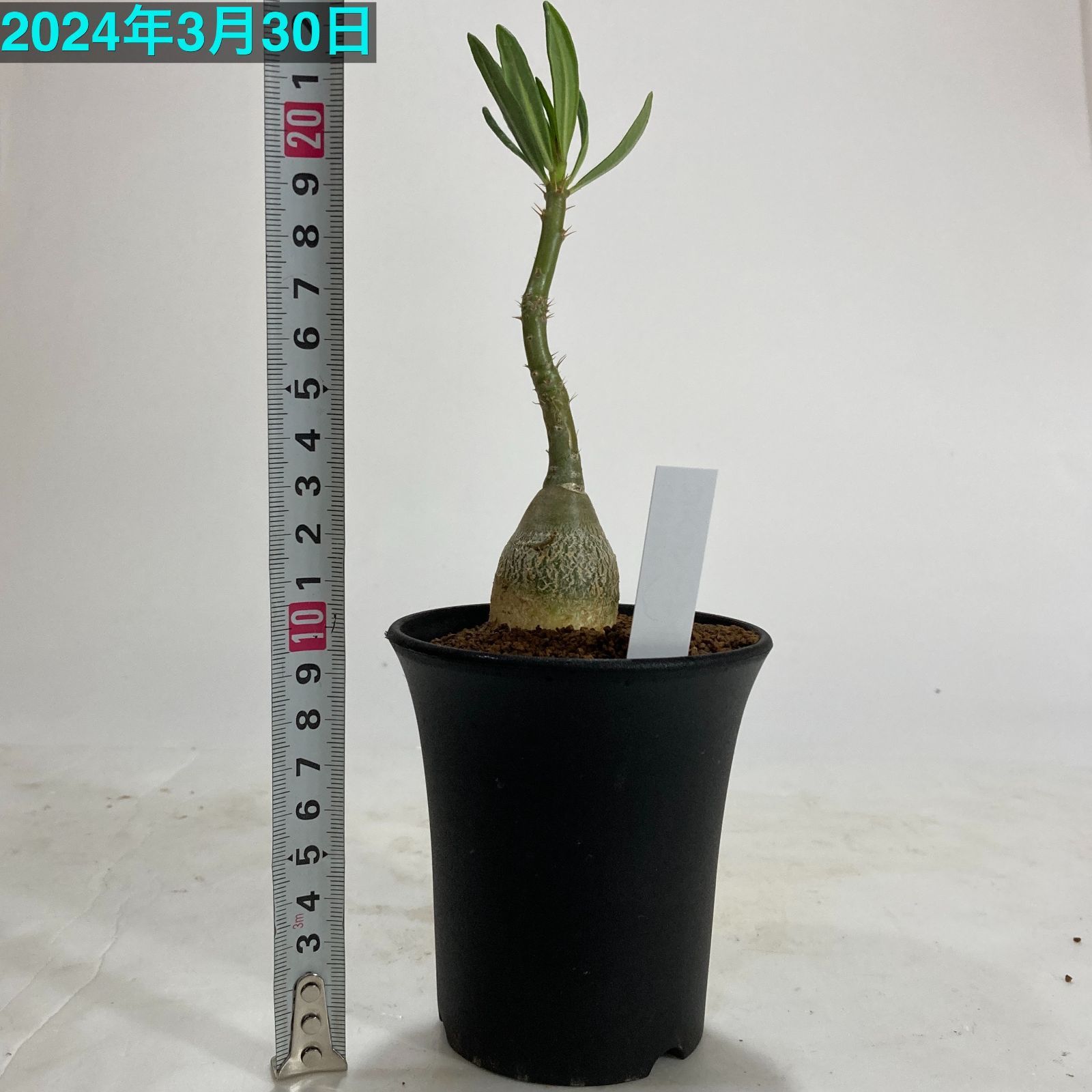 パキポディウム　ゲアイ　現品　塊根植物 トゲ茎タイプ パキポディウム ゲアイ 現品 塊根植物 トゲ茎タイプ パキポディウム ゲアイ