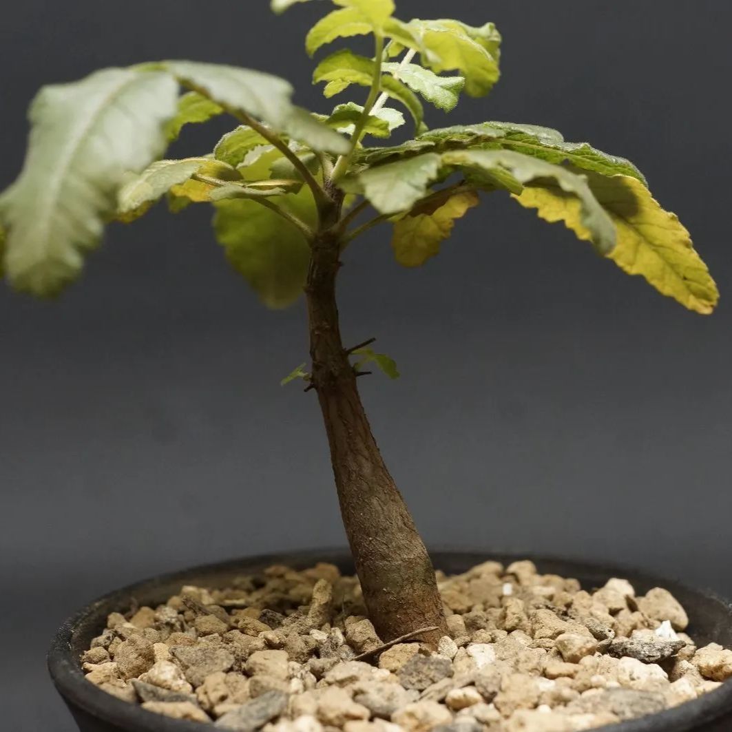 ボスウェリア サクラBoswellia sacra 実生1 現品限り】ボスウェリア