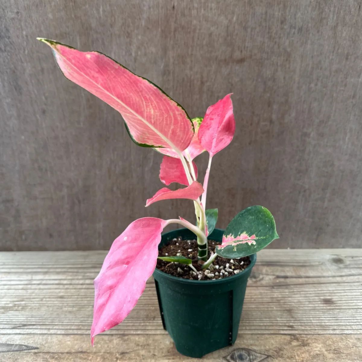 サンプル】アグラオネマ チャイナレッド Aglaonema 'China Red' サトイモ科 アグラオネマ属 観葉植物 観葉 植物 レア 希少  インテリア プレゼント かわいい おしゃれ グリーン - メルカリ