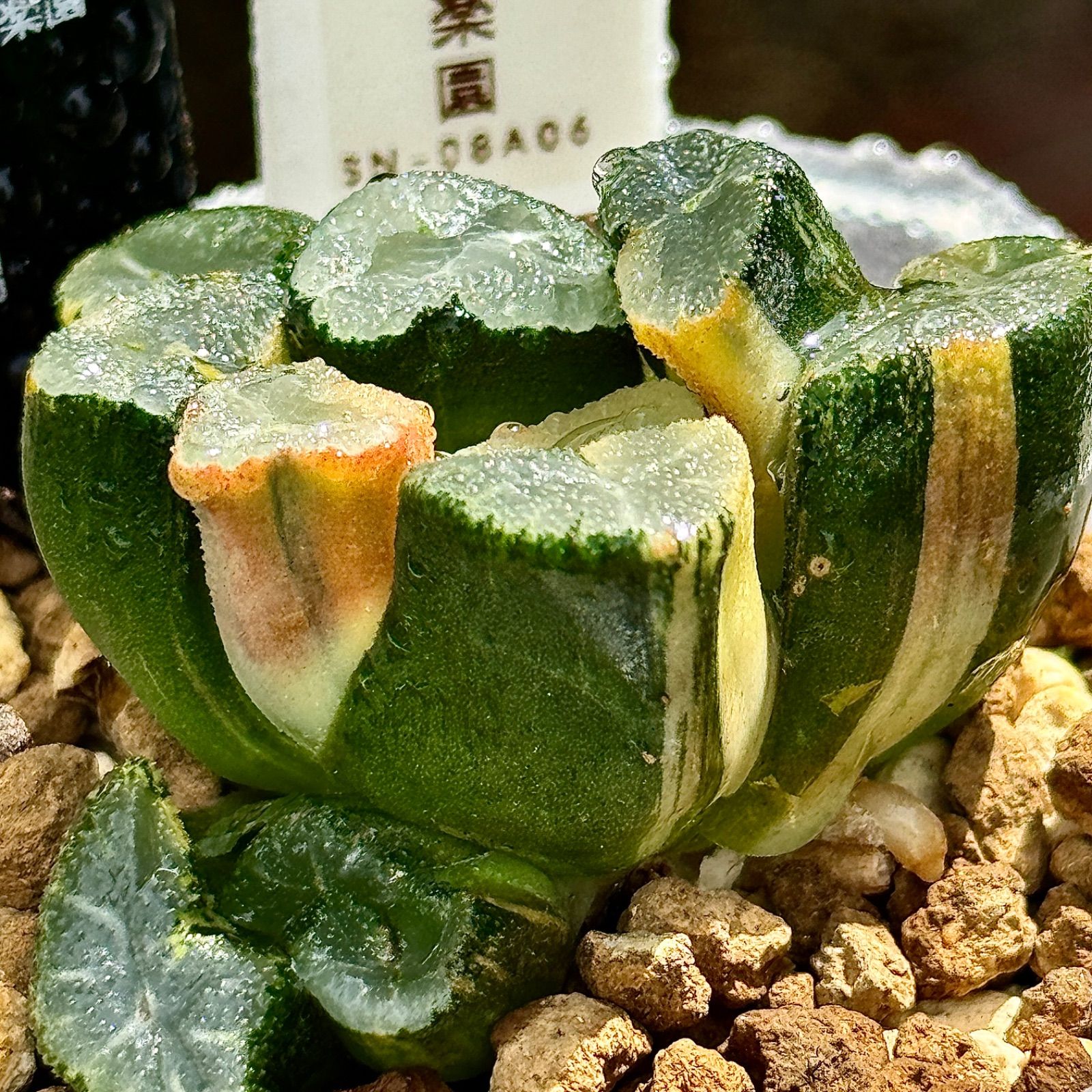 観葉植物 ハオルチア 万象錦群生 極上斑 806 - メルカリ 観葉植物 ハオルチア 万象錦群生 極上斑 806 - メルカリ
