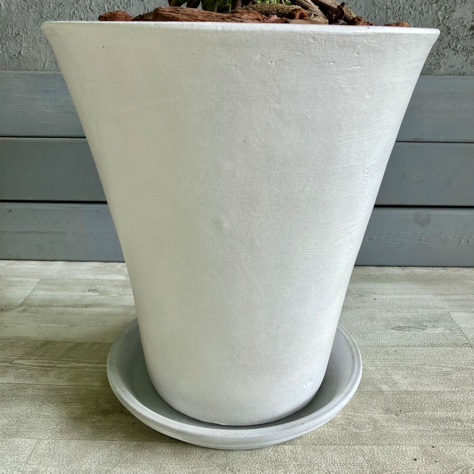 大型 幹太 根上がり モンステラ デリシオーサ 9号 テラコッタ鉢植え