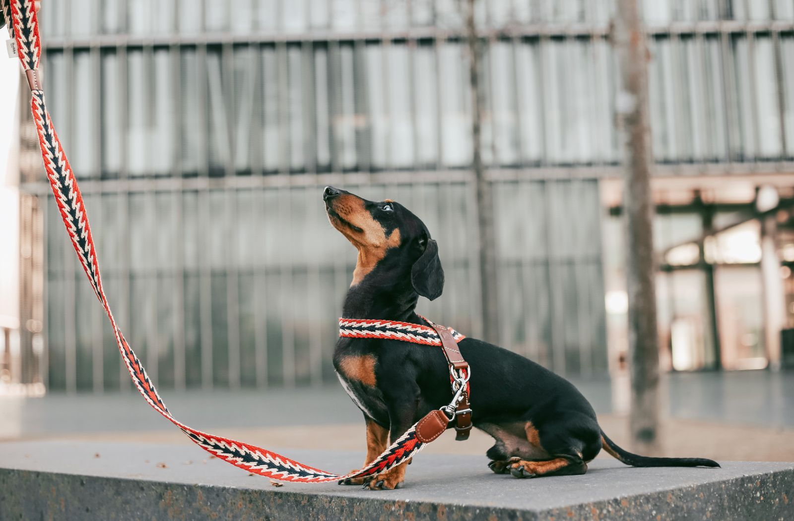 Peruvian Red スペイン製 高級犬用リード(2m) （小型犬 中型犬） - 犬用品