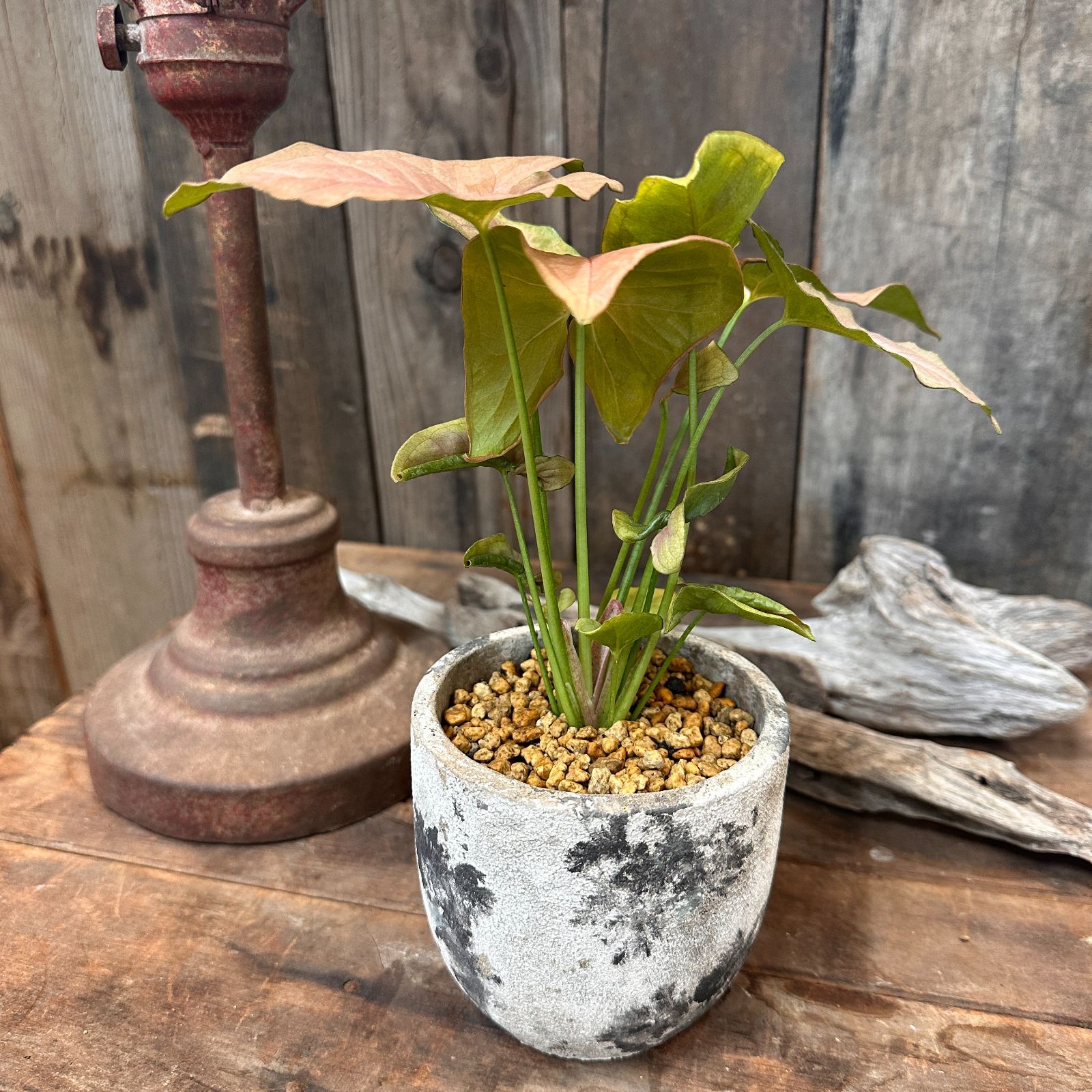 観葉植物　シンゴニウム　ネオン　インテリアグリーン　A26