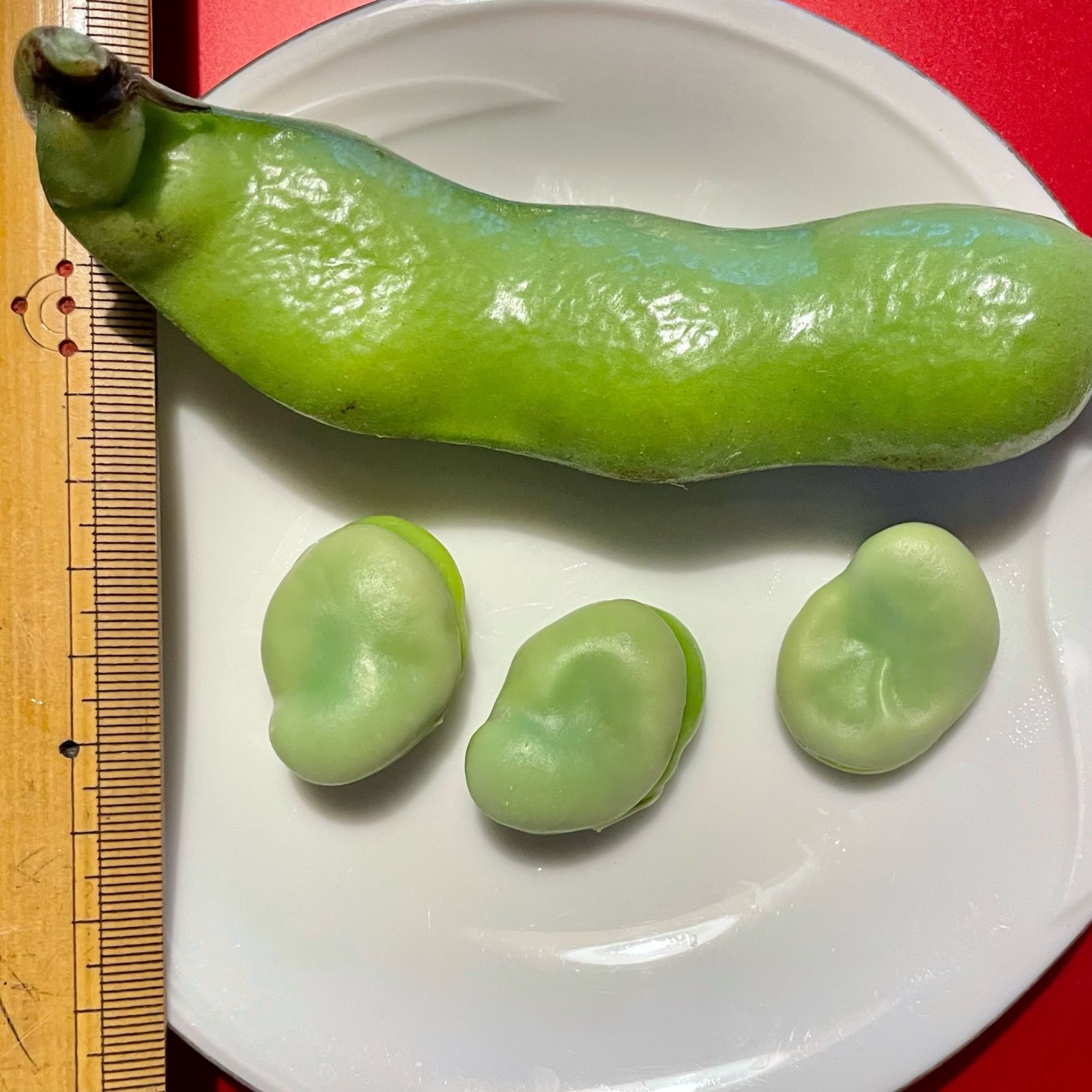一寸そら豆の種子 5粒と絹さやの種子 10粒 有機の種子セット 無 一寸そら豆の種子 5粒と絹さやの種子 10粒 有機の種子セット 無