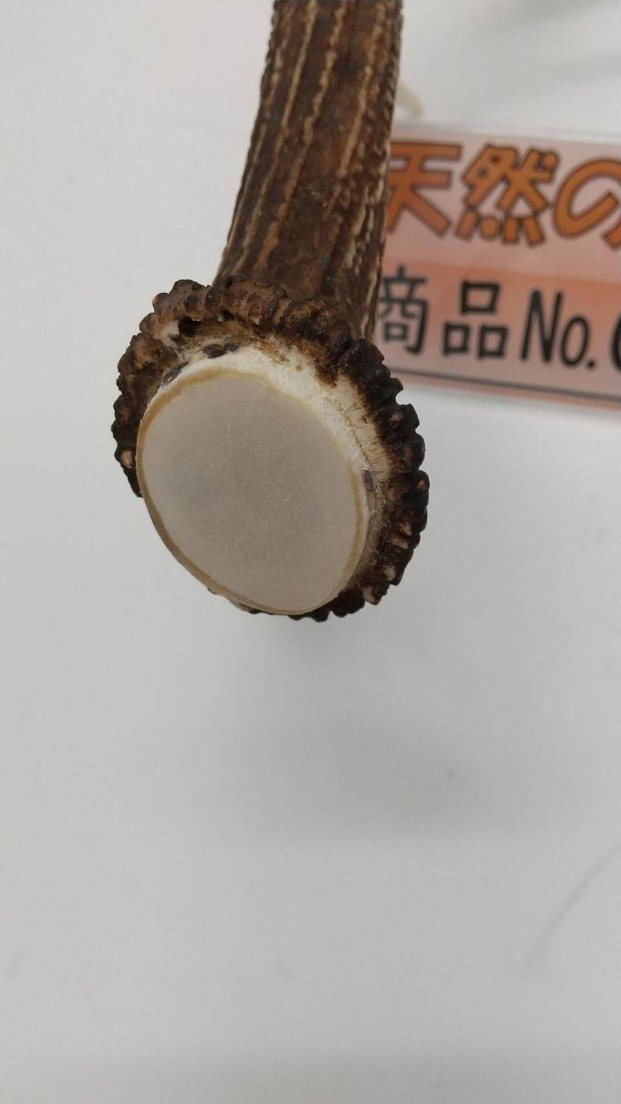 鹿角 10kg 日本鹿 天然 角 天然鹿角 | 久太犬飯店
