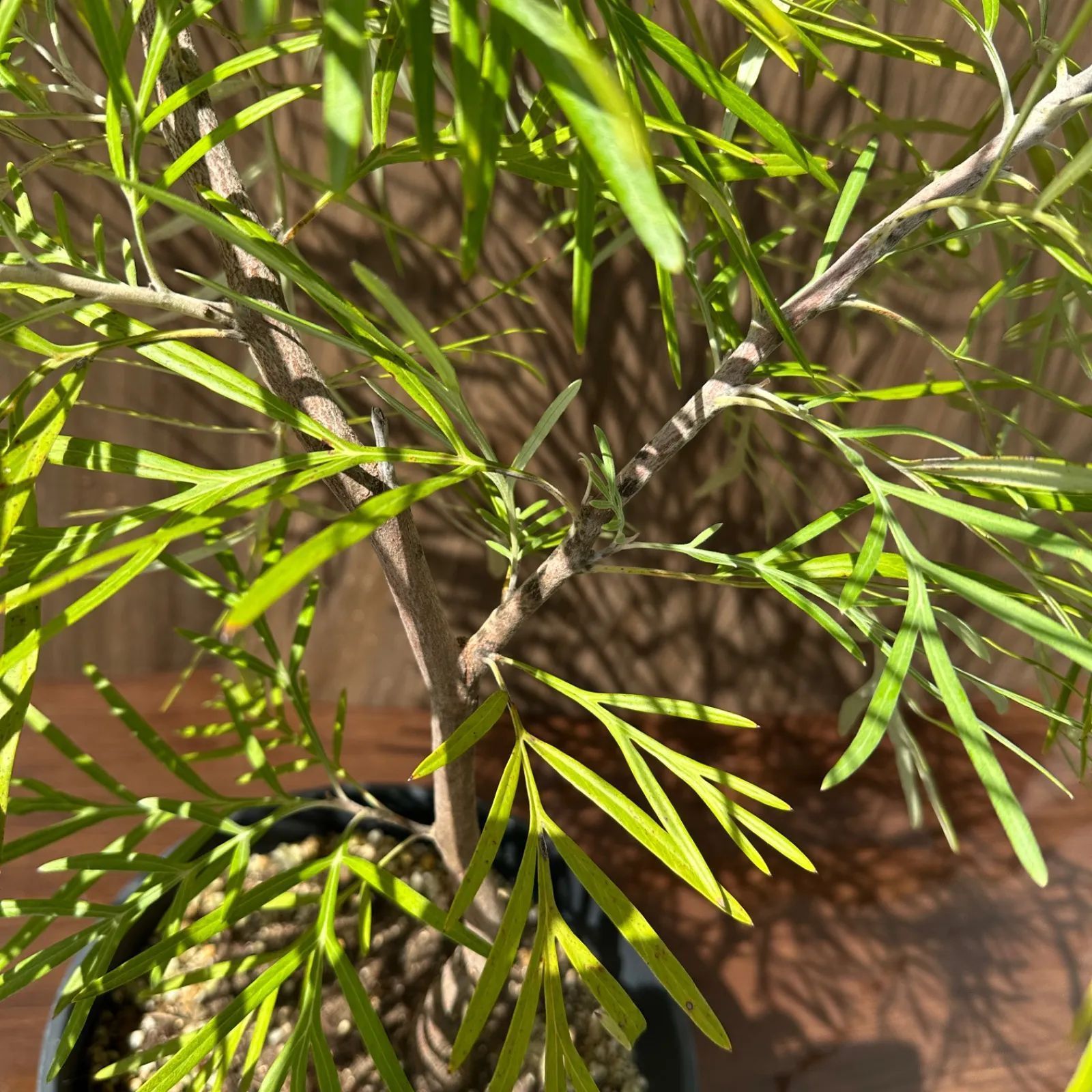 現品】④ グレビレア バンクシー 8号 オージープランツ ① - メルカリ