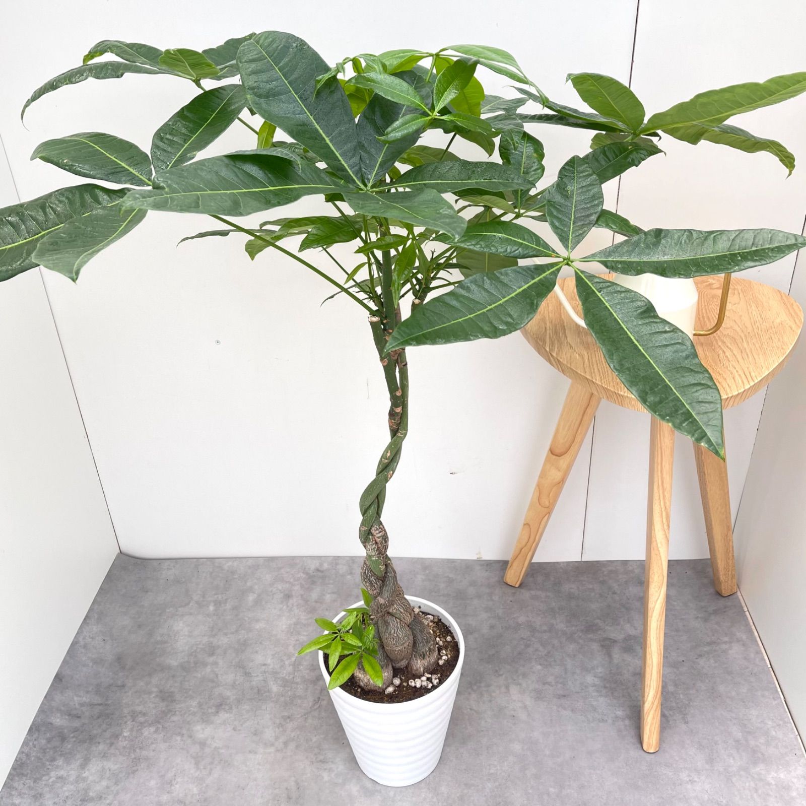 ねじり幹の存在感◎】パキラ 大株 観葉植物＊育てやすく縁起も