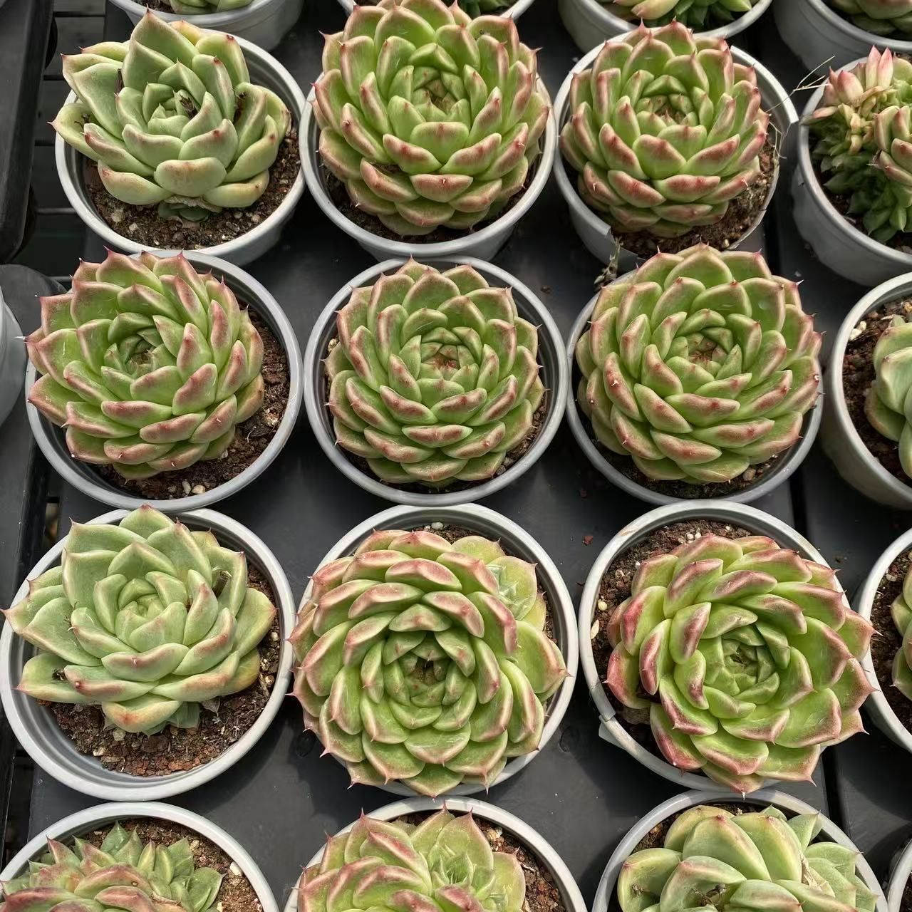 多肉植物 佐川急便発送