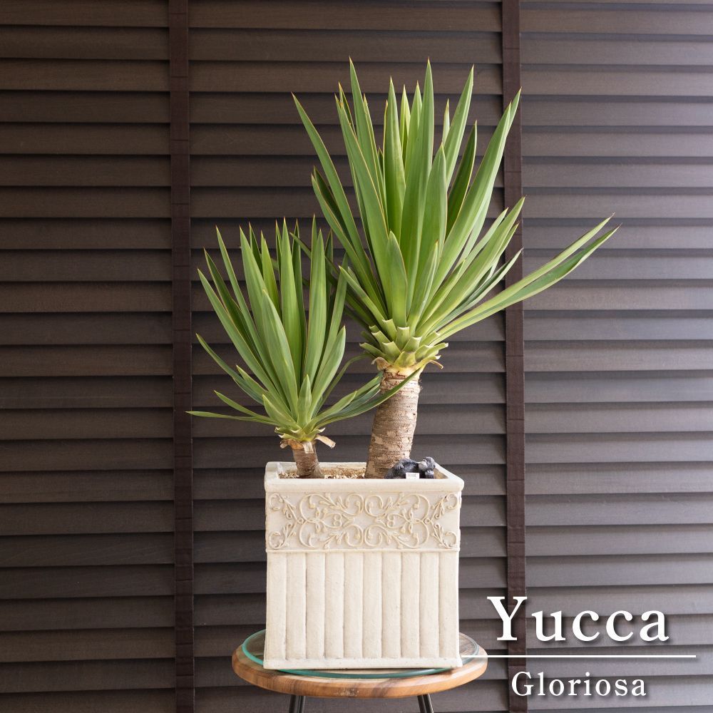 ユッカ グロリオサ Yucca Gloriosa 2本立ち スクエアー グラス