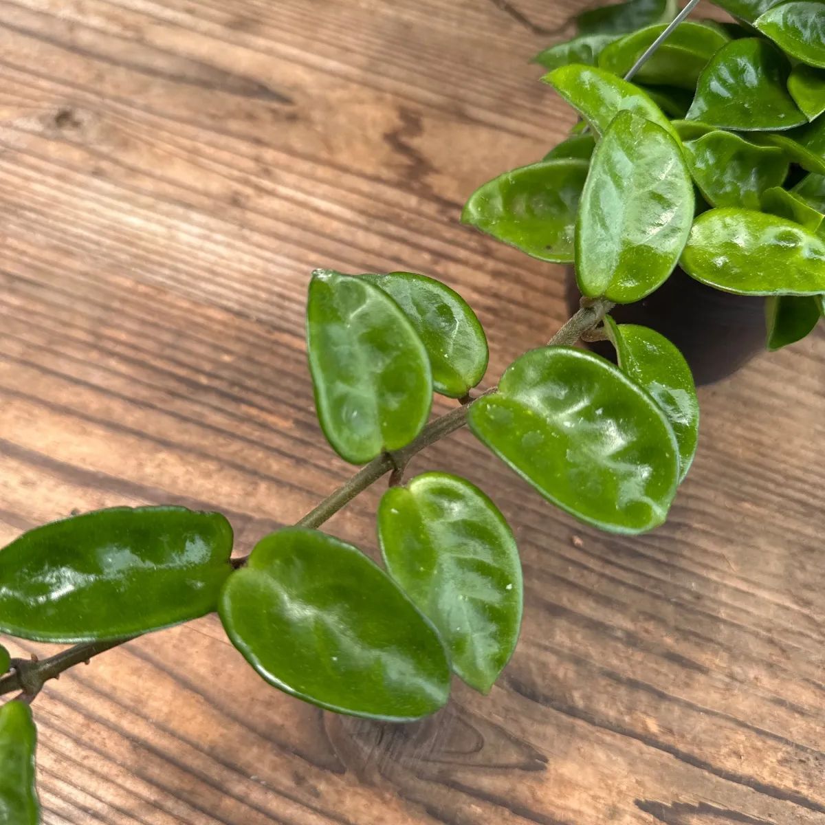 サンプル】ホヤ カルノーサ クリンクル エイト Hoya carnosa