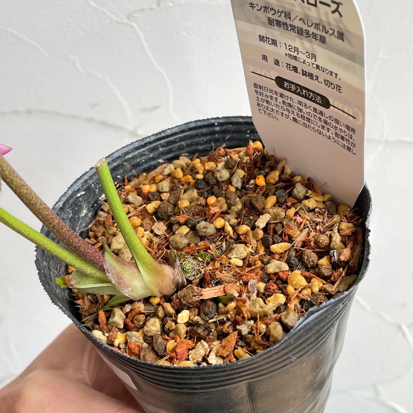 ＊ブルーONE様確認用＊クリスマスローズ　シングル 合計4苗　1苗開花株 楽天市場】クリスマスローズ ブルー系（シングル）大苗 : おぎはら植物園