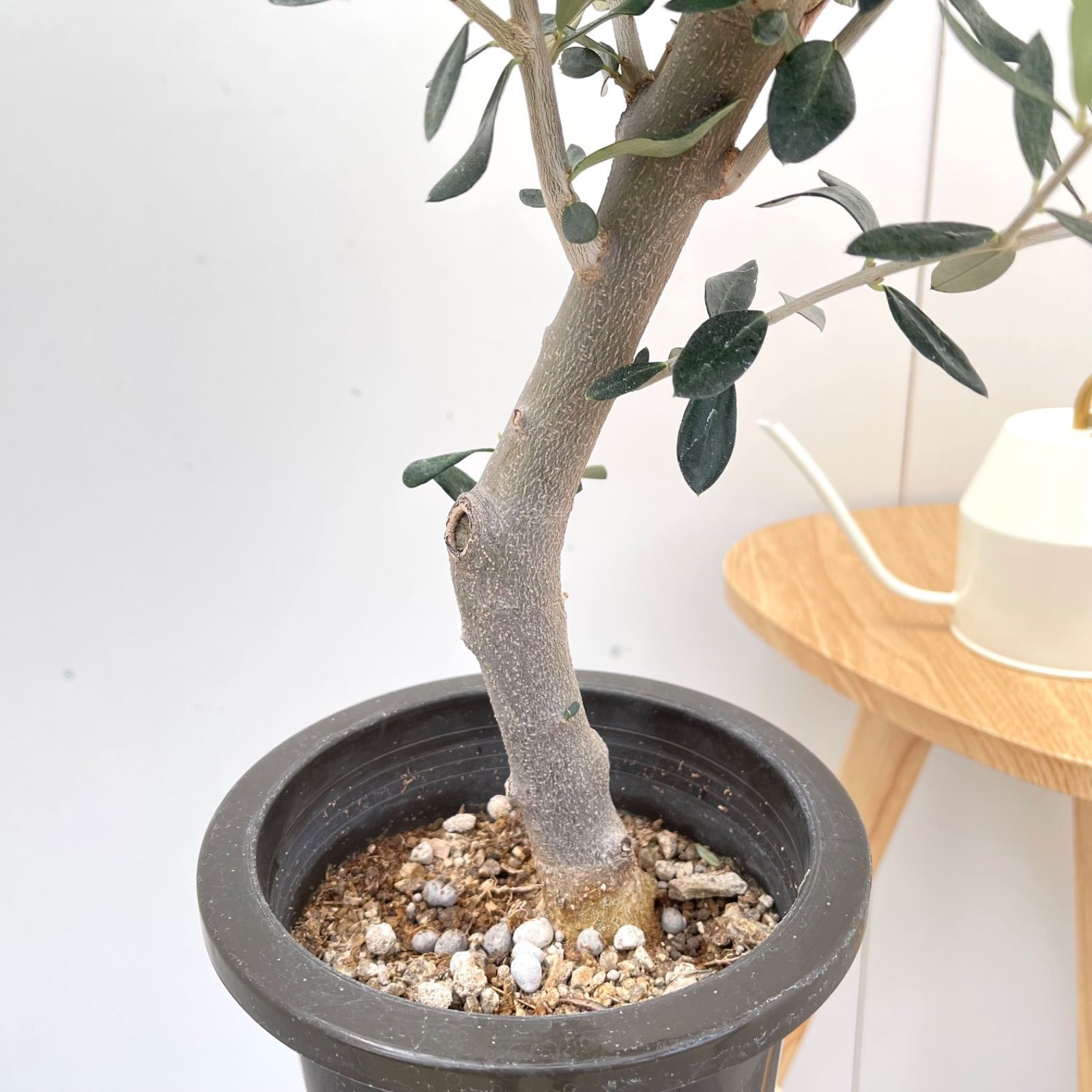 安い オリーブの木・ルッカ 創樹♡ SOUJU♡ おしゃれ 観葉植物