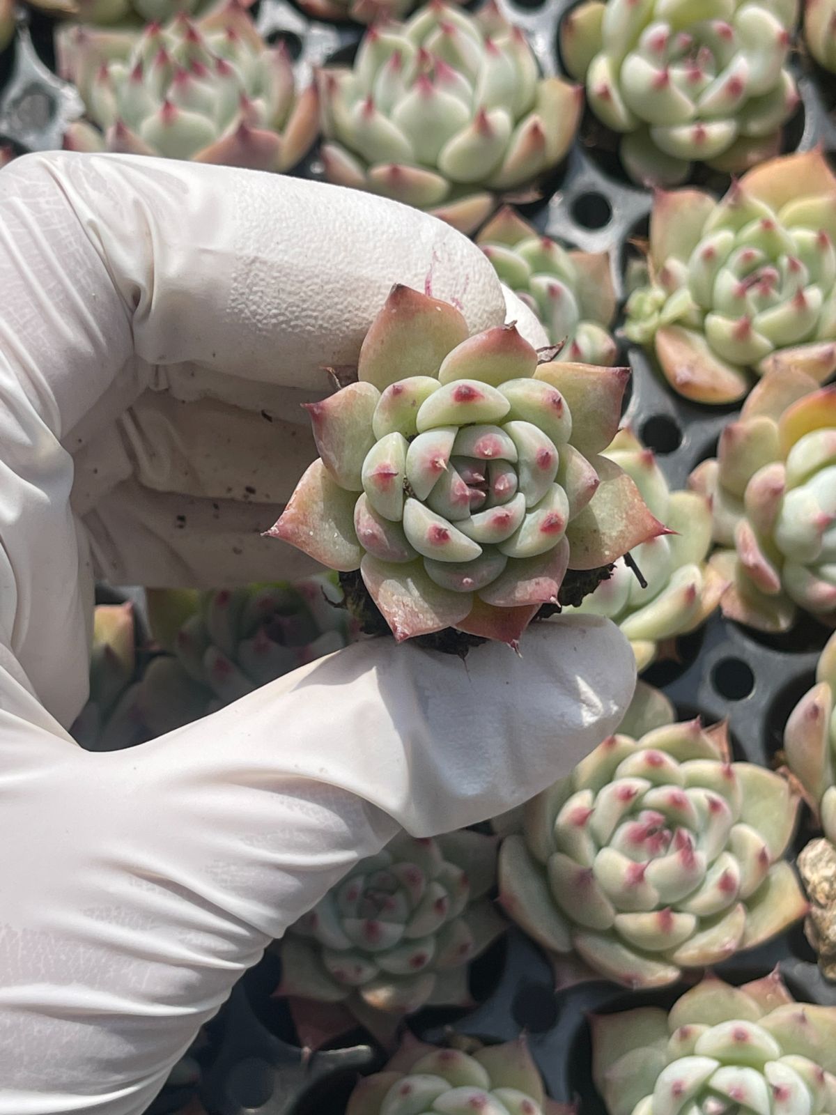 105株 S142-4 多肉植物 エケベリア チワ 超美苗 サボテン 観葉植物 花 