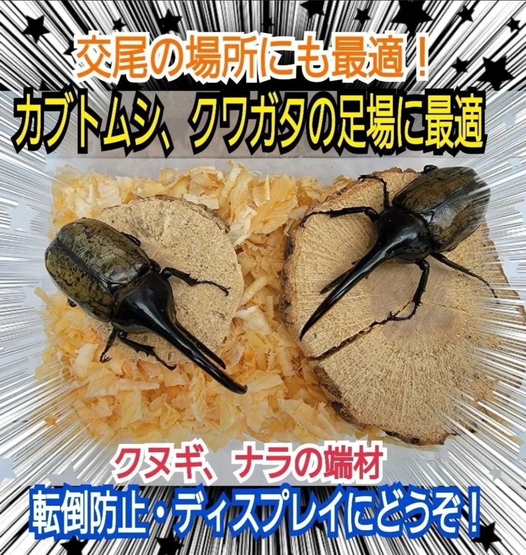 クヌギ・ナラの産卵木の端材【5~6個】クワガタ、カブトムシの交尾の場所に最適！足場、とまり木、転倒防止、ディスプレイにも抜群です！ - メルカリ