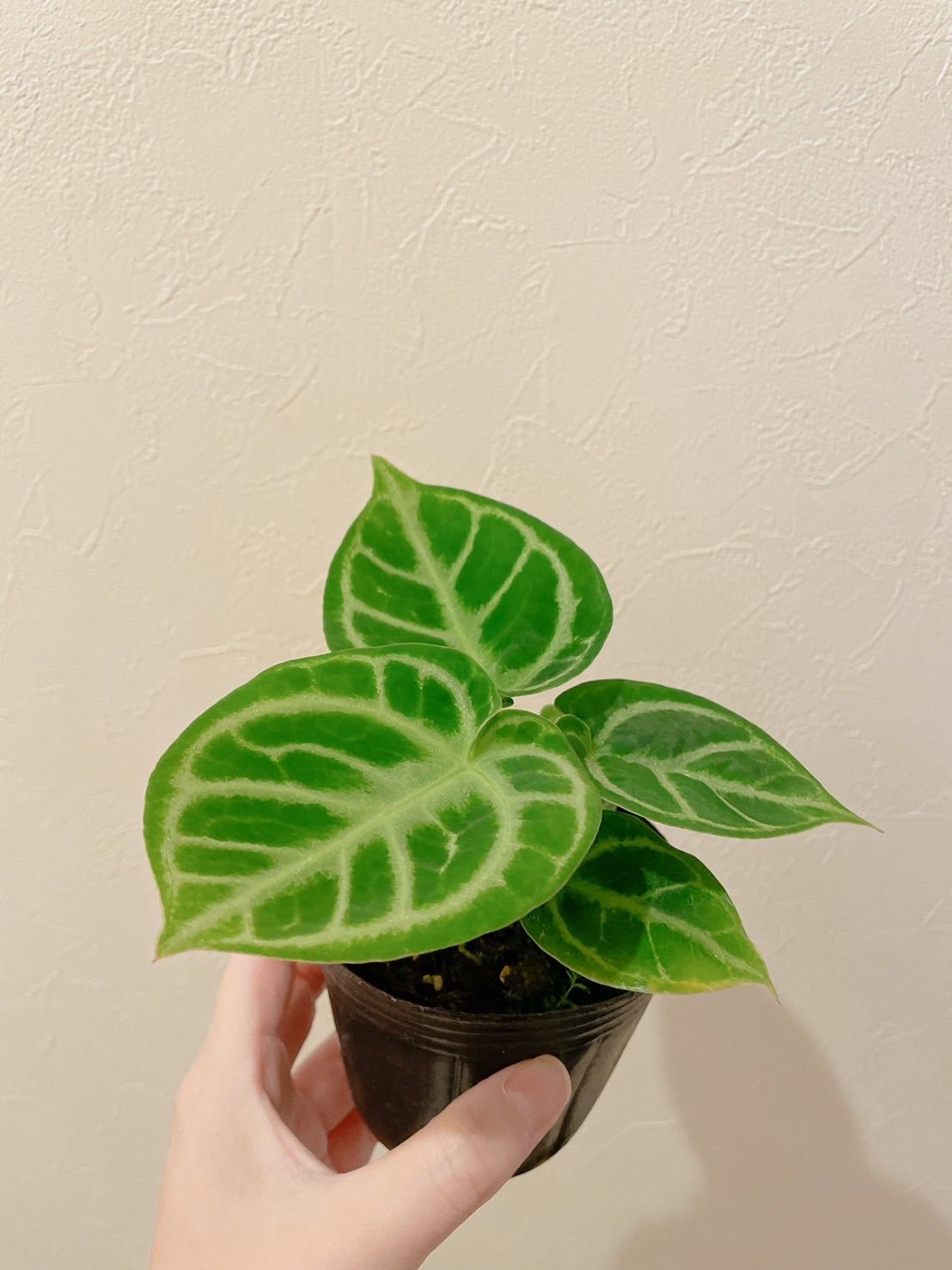 アロカシア ラズラニー アロカシア アズラニー アルボ│Alocasia