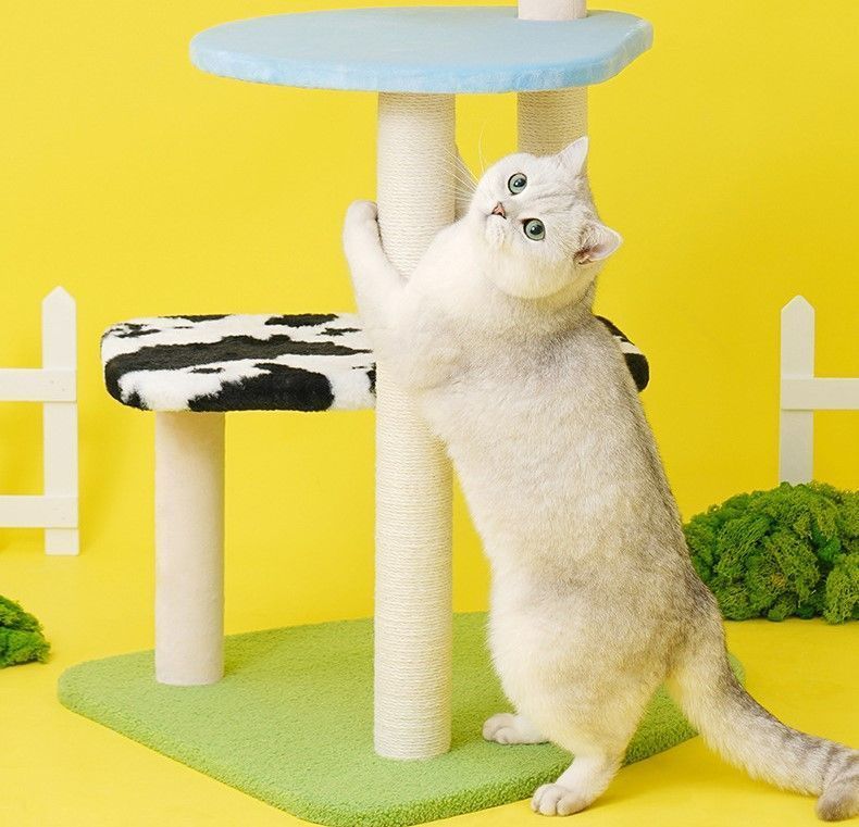 小型猫