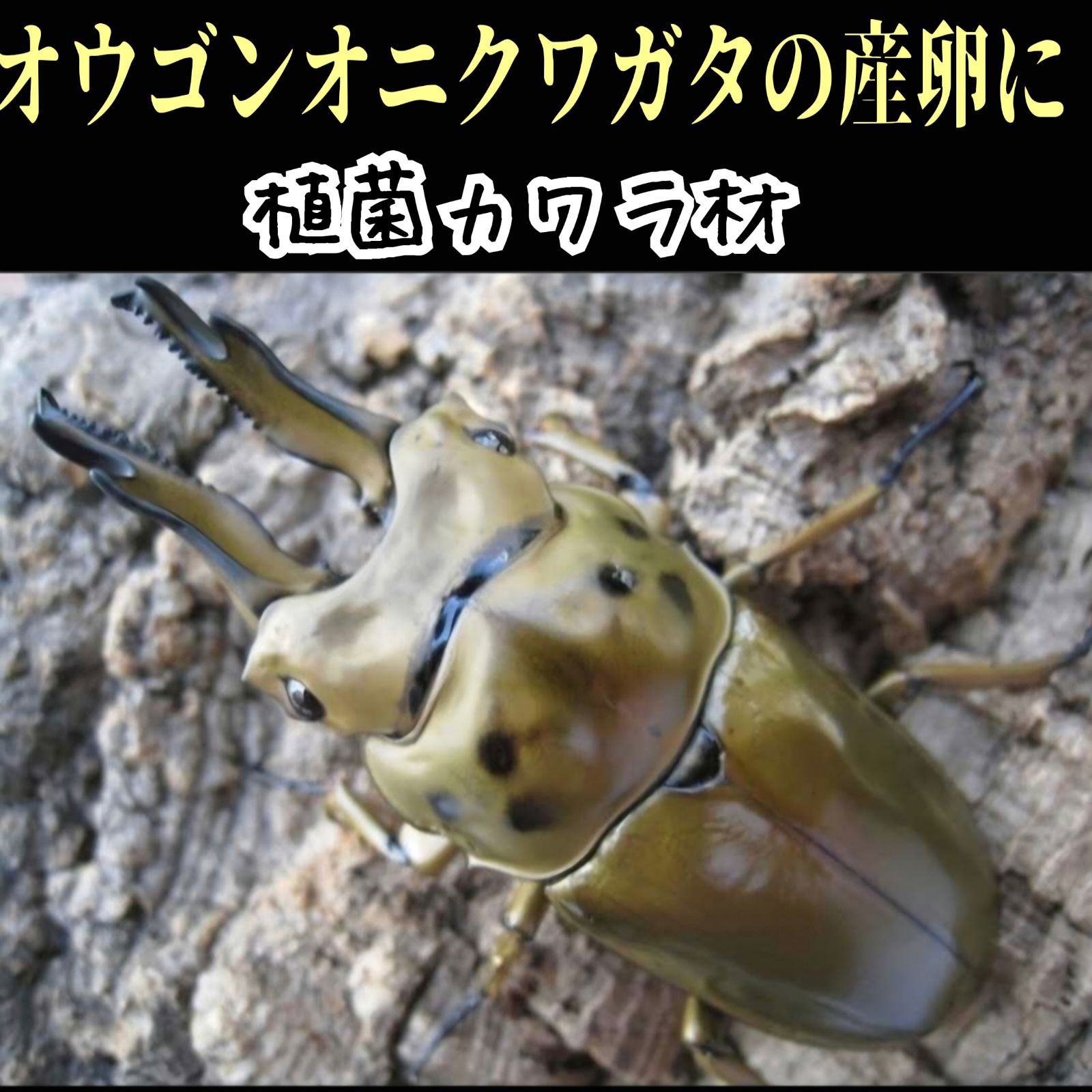 これが1番よく産みます！ クワガタの産卵木 植菌カワラ材 カビない