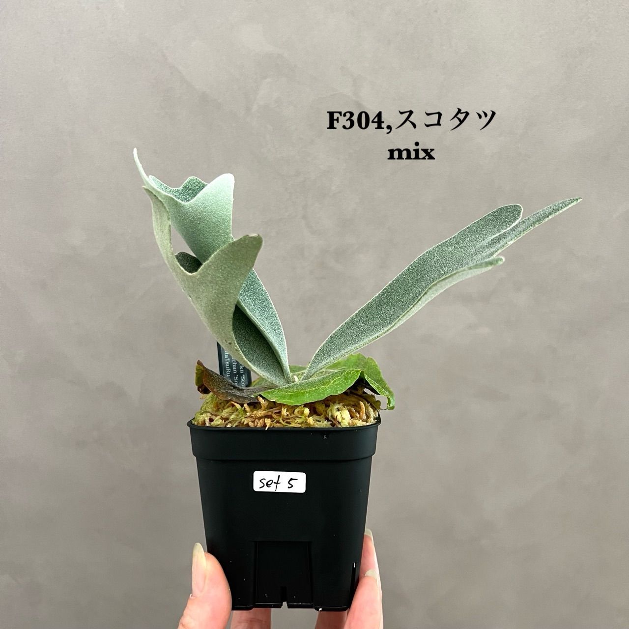 ビカクシダ 2種セット｜フィンガーダンサー ＆ mix胞子撒き 胞子