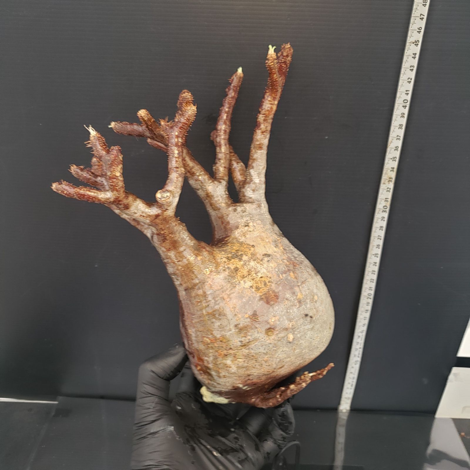 超厳選 パキポディウムグラキリス　現地球　ベアルート　チビグラ パキポディウム グラキリス 現地球 ベアルート (発根済み) 塊根