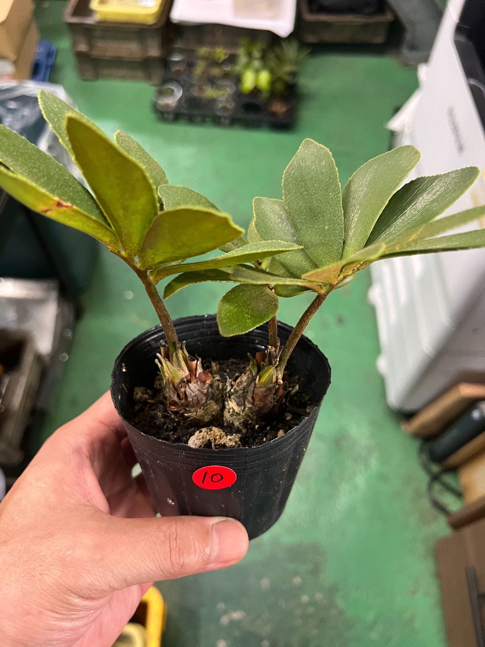 多頭ザミア メキシコソテツ(2頭)⑪ 多頭ザミア メキシコソテツ(2頭)⑩