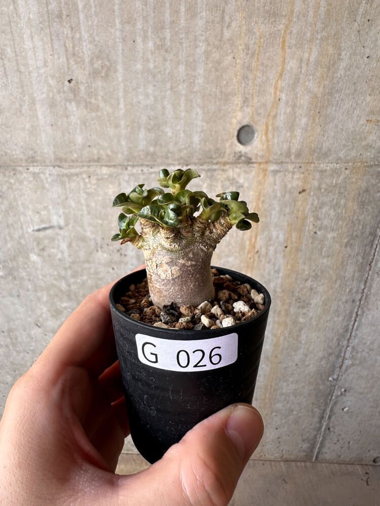 カツオ兄さん様専用 パキポディウム ウィンゾリー 実生3年 ＋