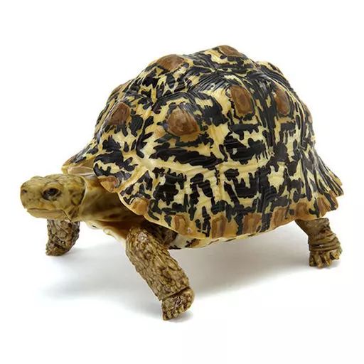 中古】トレーディングフィギュア バブコックヒョウモンガメ(成体